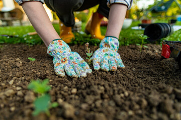 Female gardener planting flowers in her flowerbed. Gardening concept. Garden landscaping small business owner. Planting snapdragon seedlings.