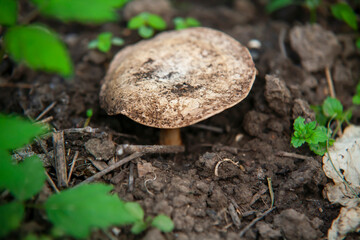 Mushroom grows on brown ground.