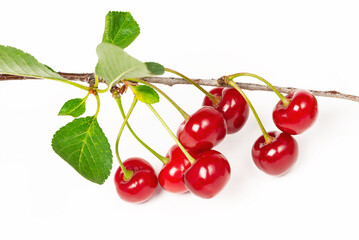 Several cherries on a small twig isolated on white