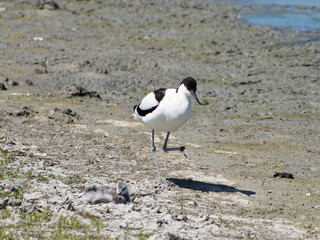 avocet