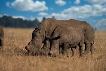 Fototapeta premium outdoors,adult,safari,safari animals,tourism,savannah,white rhinoceros,bush,rhinoceros,wilderness,south,horned,large,environment,animal,mammal,nature,grass,africa,travel,grassland,background,outdoor,b