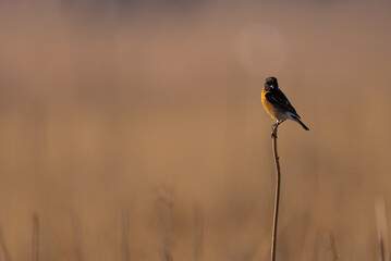 African Stonechat  with off season coloring sitting on a twig in in the wind holding on as they bounce around, taken during a safari drive during the winter months