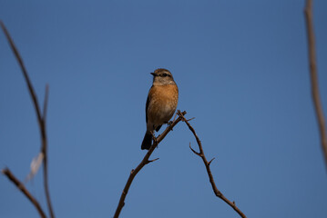 African Stonechat  with off season coloring sitting on a twig in in the wind holding on as they bounce around, taken during a safari drive during the winter months