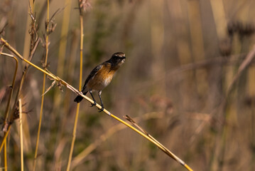 African Stonechat  with off season coloring sitting on a twig in in the wind holding on as they bounce around, taken during a safari drive during the winter months