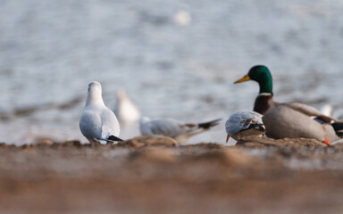 ducks on the beach