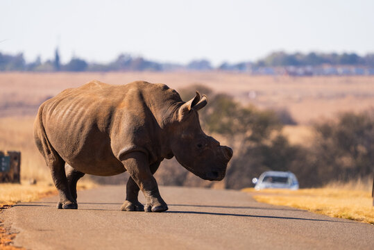 An endangered White square lipped Wild Rhinoceros walking on a tarmac road through the cars during a safari drive in a nature reserve in South Africa. De horned for anti poaching  