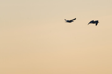birds in the sky