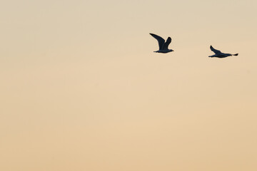 birds in the sky