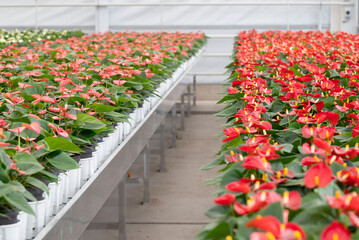 Rows of blooming anthurium plants in a greenhouse