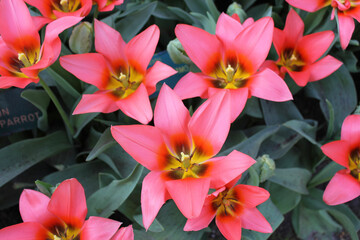 red and yellow flowers