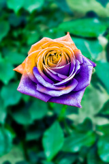 blue yellow rose on a green background, gradient coloring of the rose flower