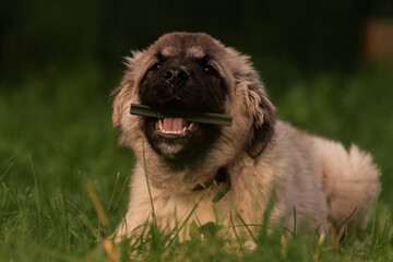 Fototapeta premium dog in the grass