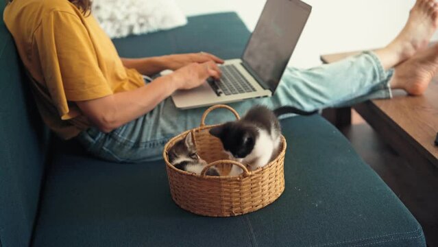 Close-up of two little kittens playing in a wicker basket while their owner is typing on a laptop while sitting on the couch