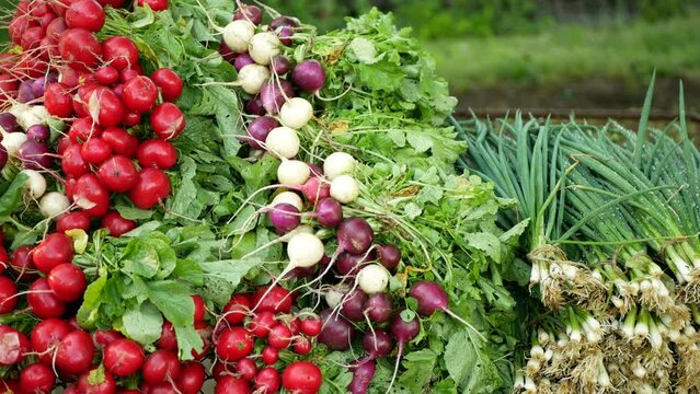 Radish onion bio harvest farm fresh vegetables market shop Raphanus raphanistrum spring sibies scallion stem stalk Allium cepa thick bulb common farmer farming root vegetable agriculture