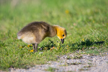 Cute small yellow baby goose eating green grass. Beautiful little gosling close up wildlife portrait and blurred background