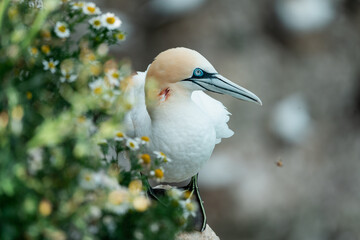 close up of a bird