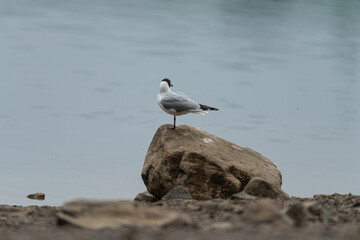 black headed gull
