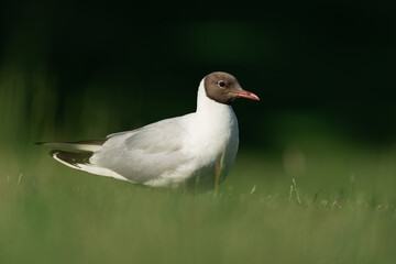 black headed gull