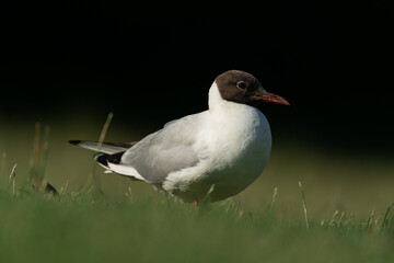 black headed gull