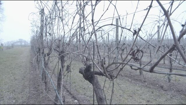 Bare branches of grapevines in winter. Cut and leafless branches tied to wire in the middle of the fields. Agriculture and wine industry.