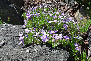 Wildflowers on Mount Talac Trail at Lake Tahoe, California