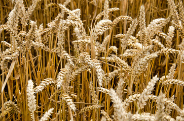 close-up of a field of wheat near Middelburg, The Netherlands