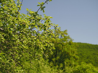 green leaves of a tree