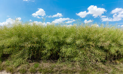 Sinapis - Green mustard pods growing at agriculture field. Ripping mustard crop field, mustard plant pods  on blue cloud sky panorama background