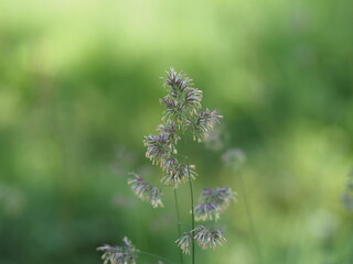 close up of lavender