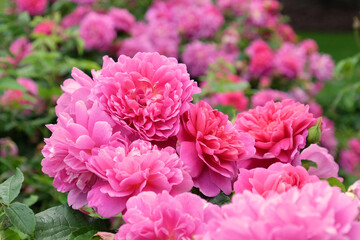 Pink Rosa 'Princess Anne' in flower