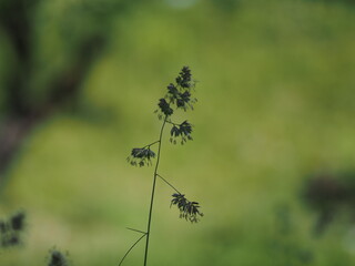 bee on a flower