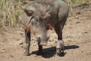 Nolan warthogs Phacochoerus africanus africanus. Female with a young. Oiseaux du Djoudj National Park. Saint-Louis. Senegal.