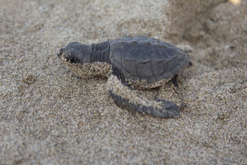 LIBERACIÓN DE TORTUGA BEBÉ EN PLAYA MEXICANA