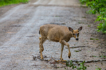 Deer