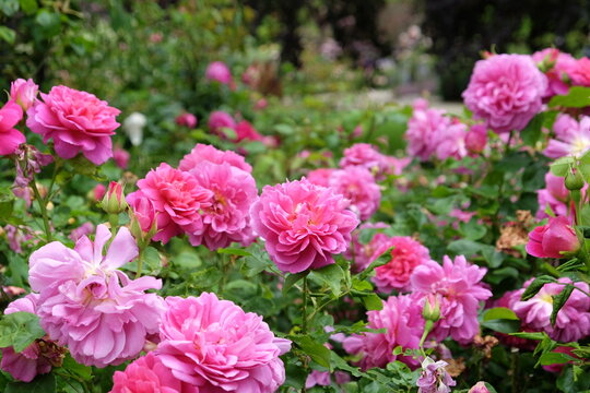 Pink Rosa 'Princess Anne' in flower