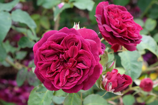 Red Rosa 'Munstead Wood'  in flower