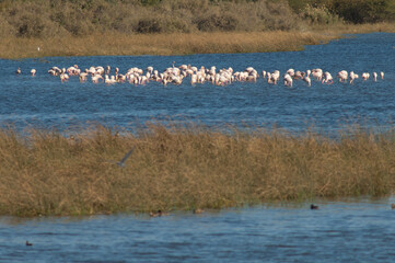 Greater flamingos Phoenicopterus roseus in a lagoon. Oiseaux du Djoudj National Park. Saint-Louis. Senegal.