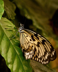 Edible Butterfly in its own environment. High quality photo