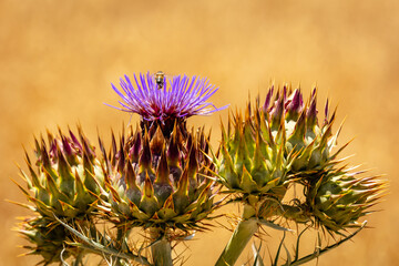 wild Cardoon flower and bees