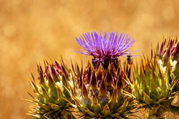 wild Cardoon flower and bees