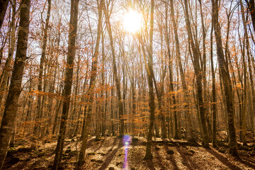A nice view of a forest in autumn with sunlight in the background.