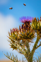 wild Cardoon flower and bees
