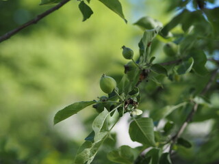 green apples on a tree