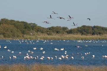 Greater flamingos Phoenicopterus roseus in a lagoon. Oiseaux du Djoudj National Park. Saint-Louis. Senegal.