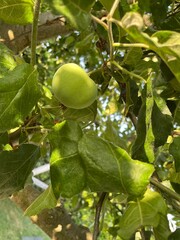 green apples on tree