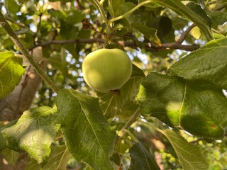 green apple tree