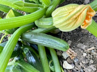 zucchini in the garden