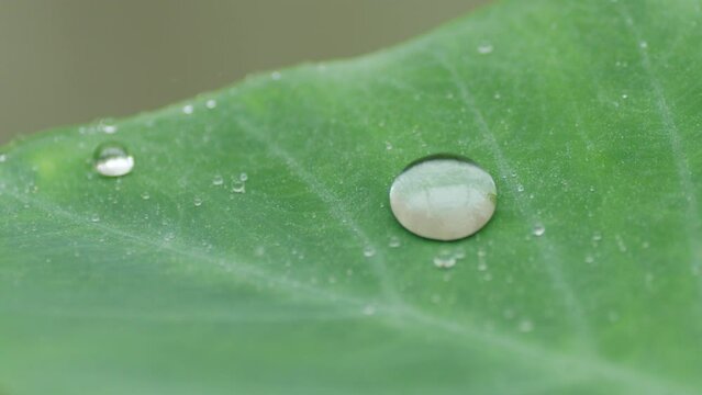 Raindrops falling on tropical leaf Colocasia or taro leaf gathering to a bigger water drop rolling on the leaf, slow motion close-up shot.