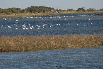 Greater flamingos Phoenicopterus roseus in a lagoon. Oiseaux du Djoudj National Park. Saint-Louis. Senegal.