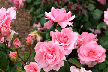 Obraz premium Pink Rosa 'You're Beautiful' in flower.